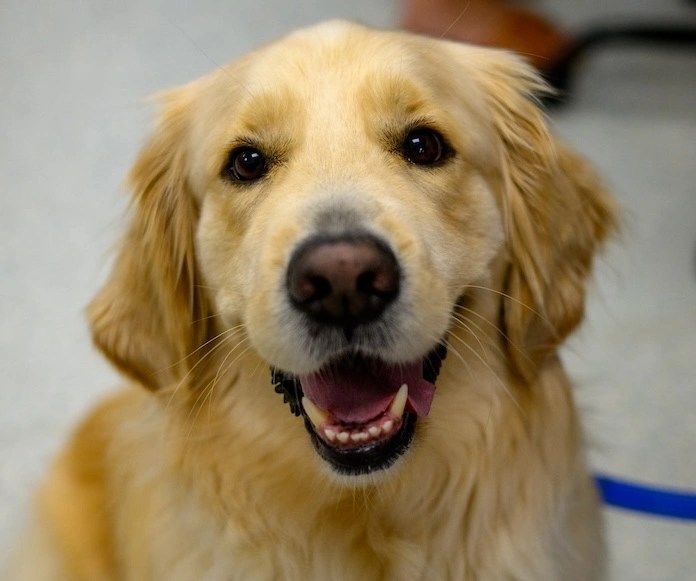 Beavercreek Urgent Care Vet AcutePet