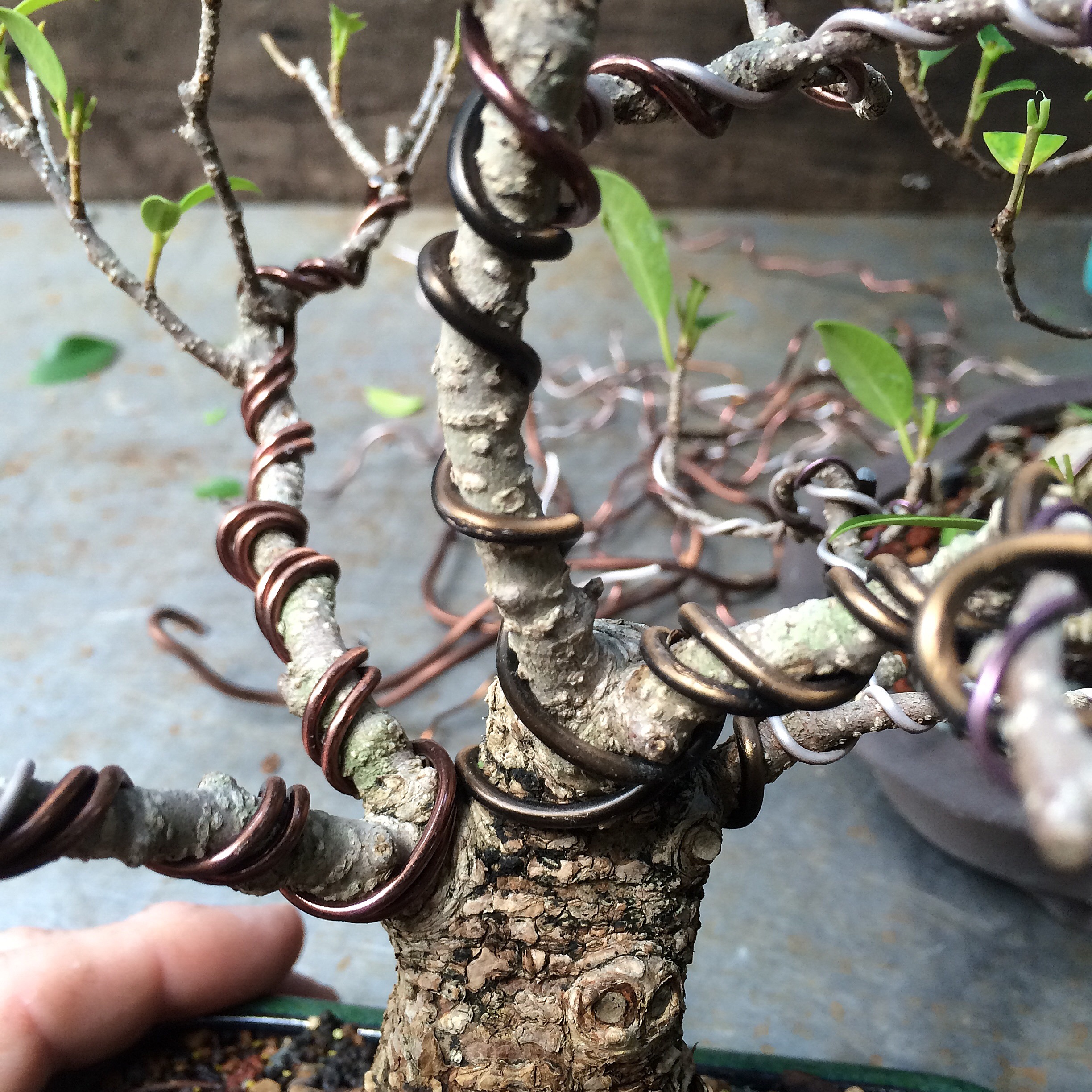 Cracked pots, wire scars, ficus in focus and some philosophy Adam's