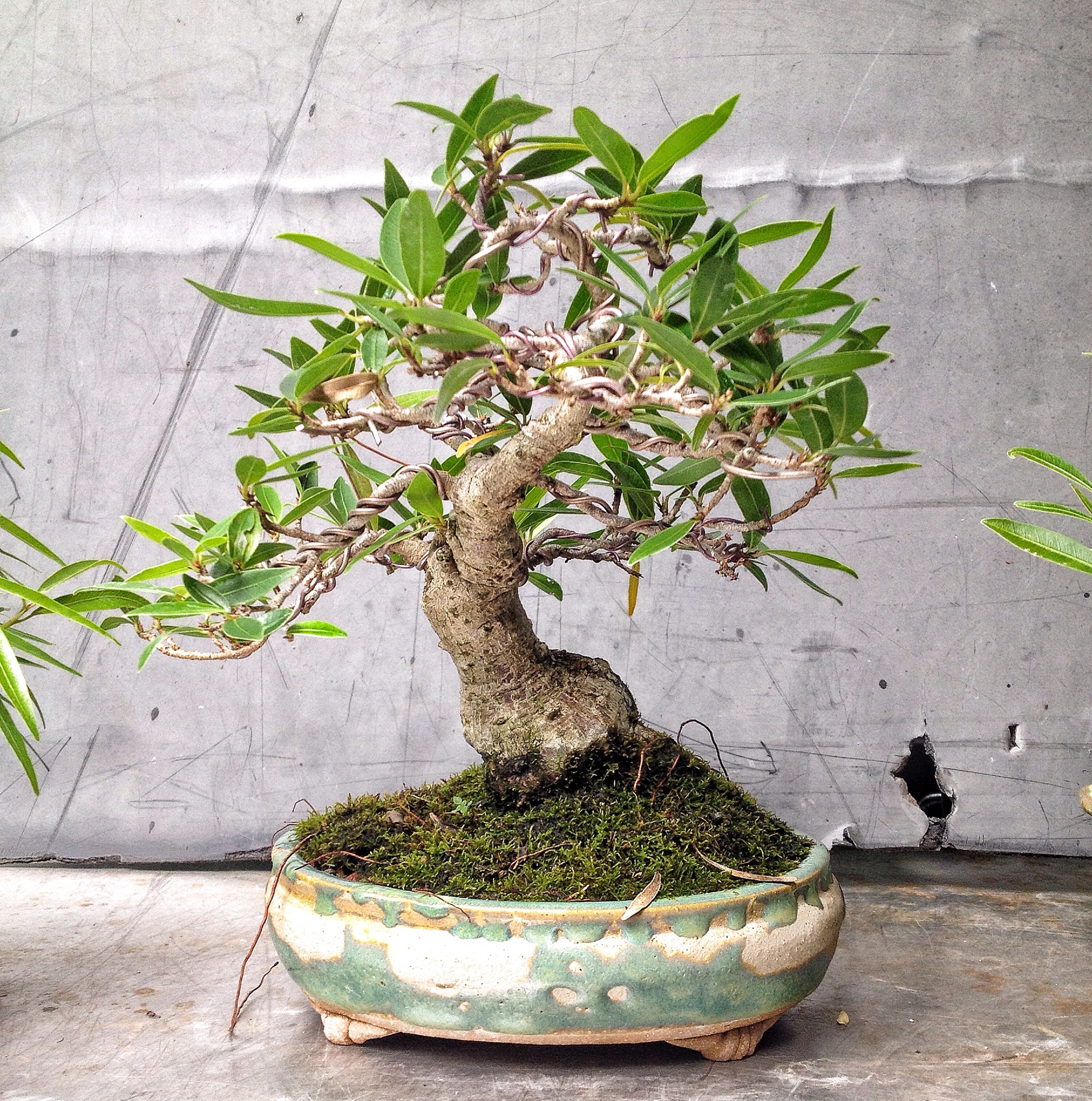 5 or 6 shohin willow leaf ficus in varied states of dress Adam's Art