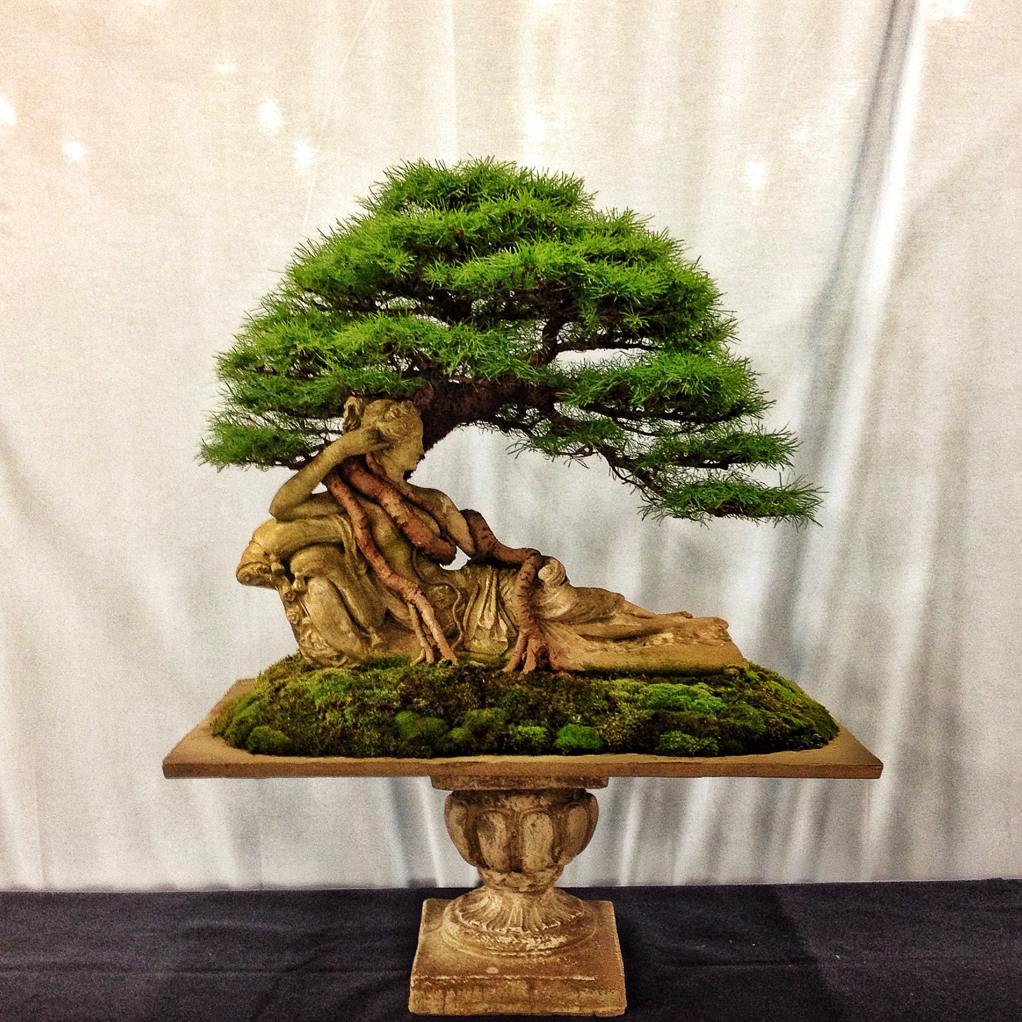 Rochester or Bust My trip to the 4th U.S. National Bonsai Exhibit