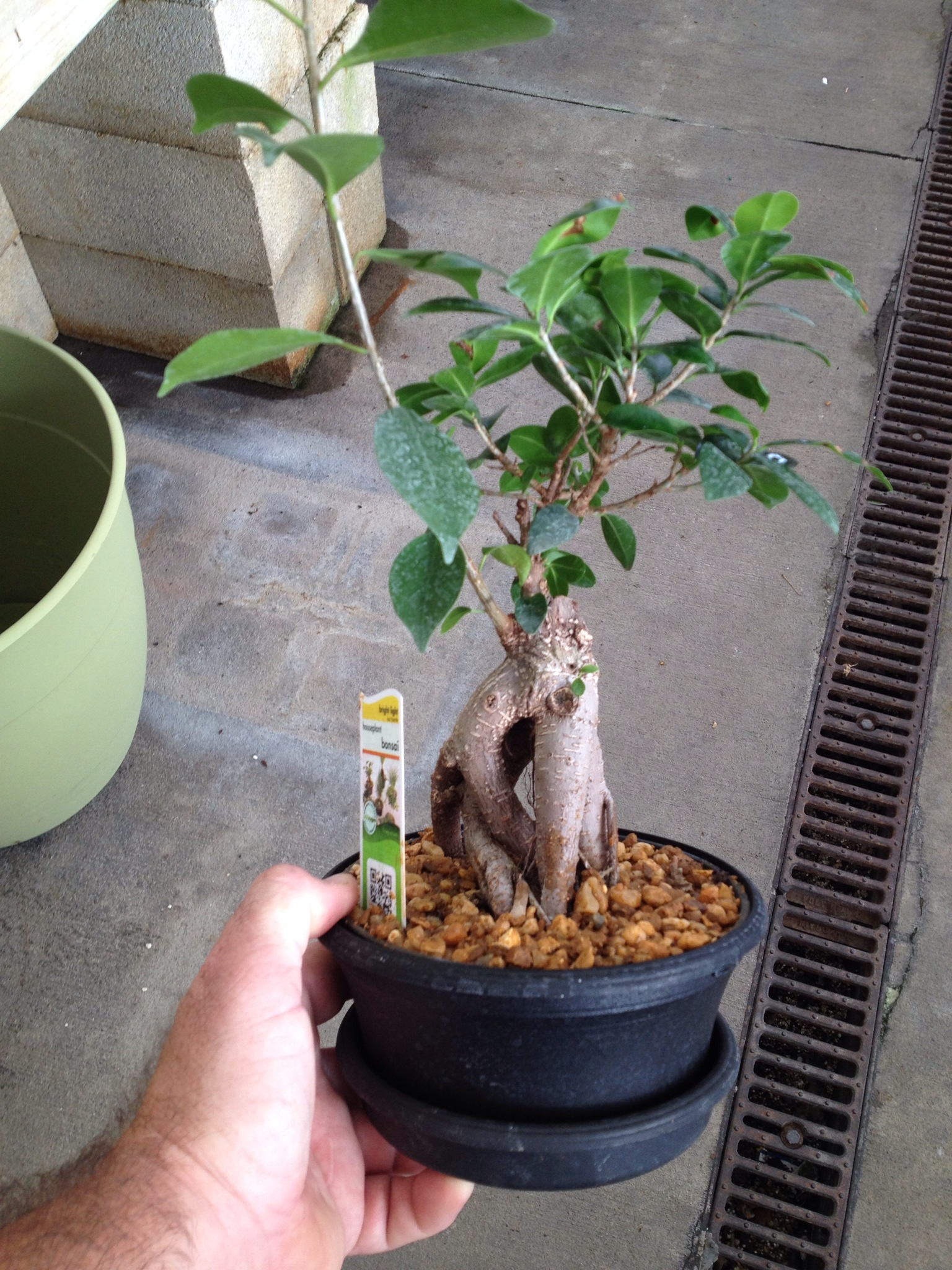 This Was A Ginseng Ficus Now Please Stop Saying They Re Not Good Bonsai Subjects Adam S Art And Bonsai Blog