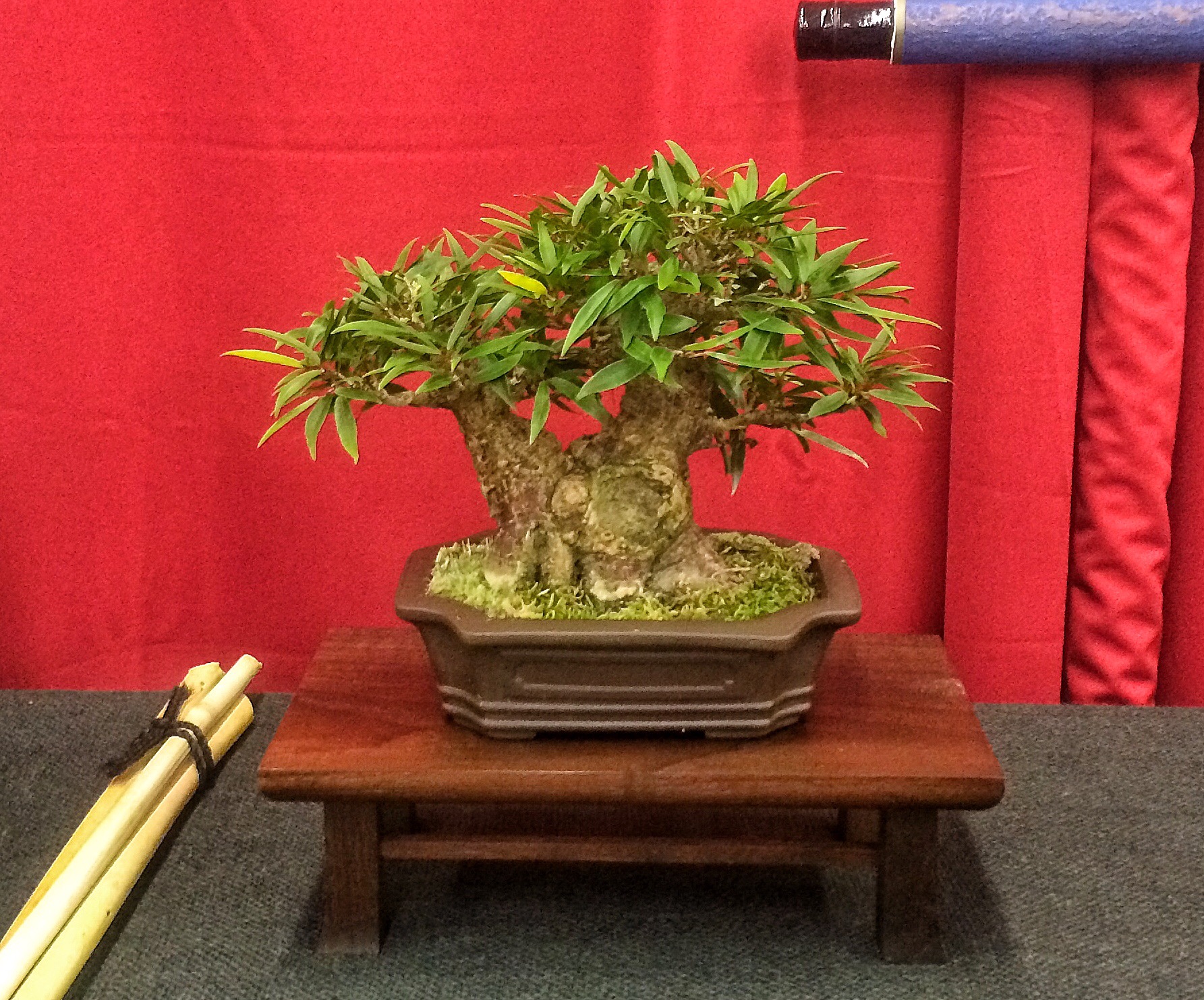 The trees of Kawa Bonsai’s Joy of Bonsai show, 2016….hopefully it’s not