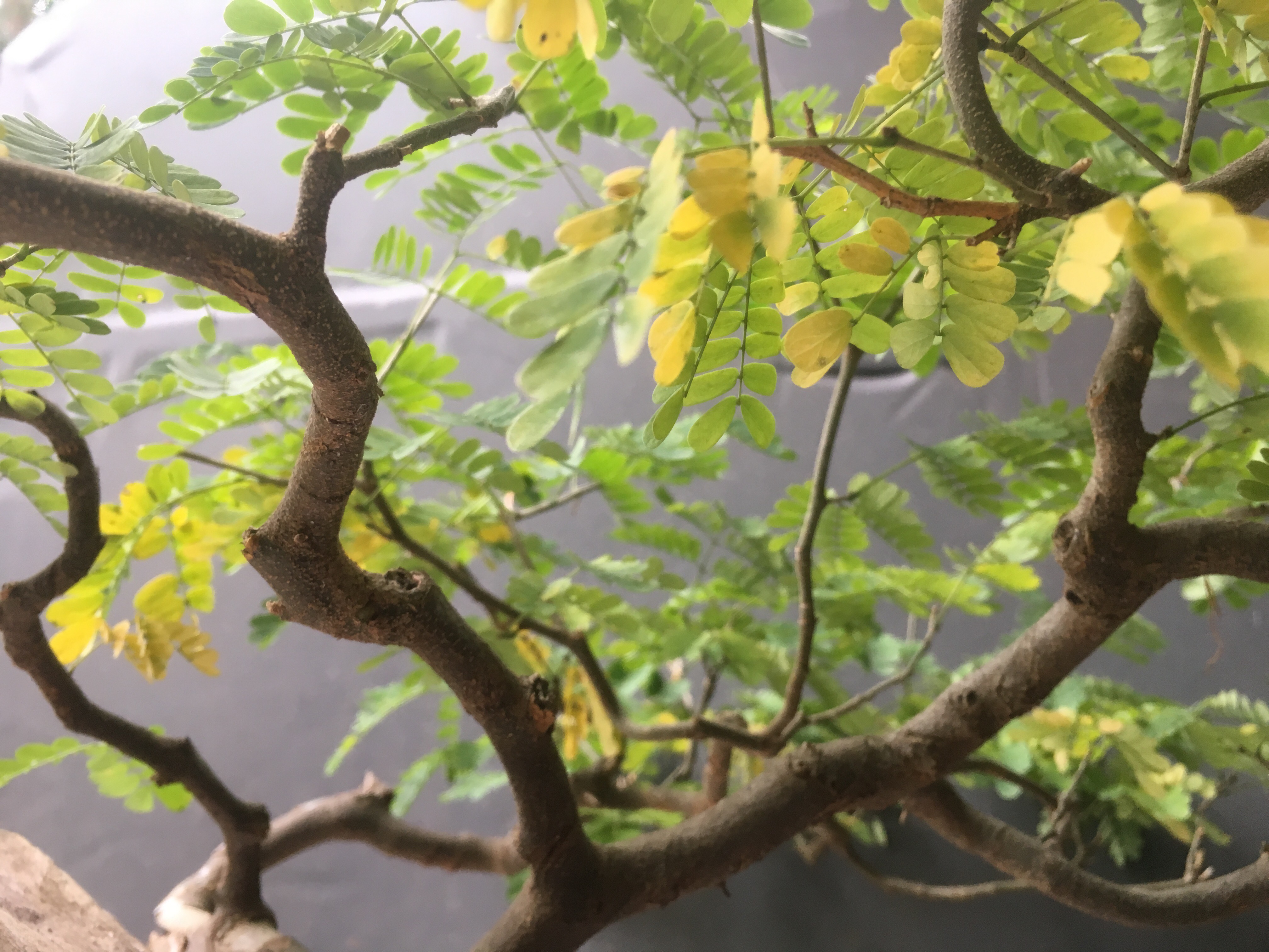 Brazilian raintrees and senescence Adam's Art and Bonsai Blog