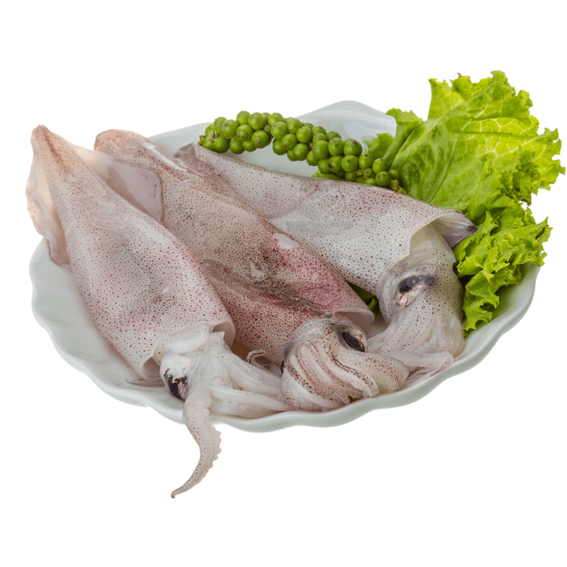 FRESH SQUID Adam Seafood Fresh Seafood and Fishmonger's