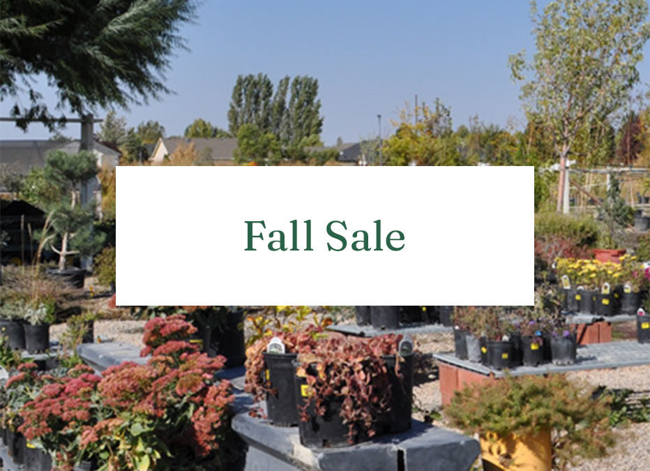 Plant Problems Adams Gardens Full service nursery and garden center