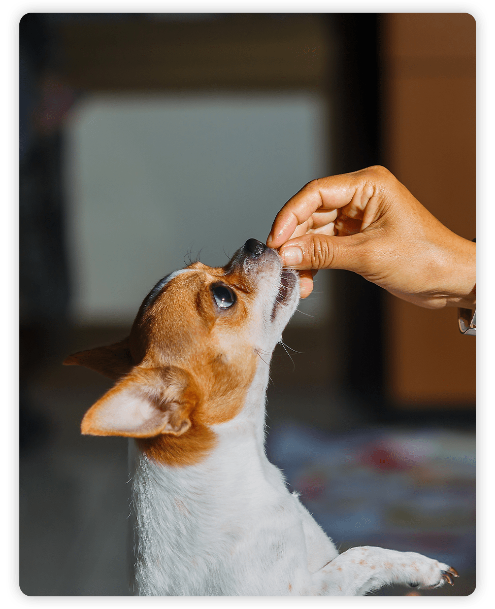 Pharmacy Vet in Salem Adamson Veterinary Services Adamson Urgent