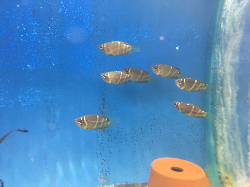 Best Tropical Fish Store Marine Fish & Supplies Dover NJ
