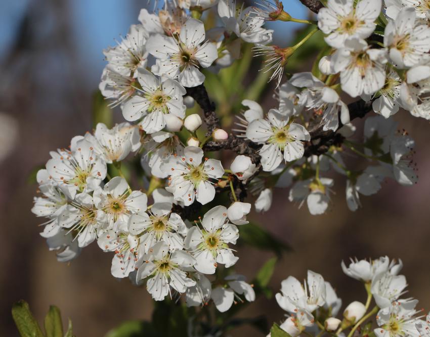 Queen Ann (ciruela) Wikipedia, la enciclopedia libre