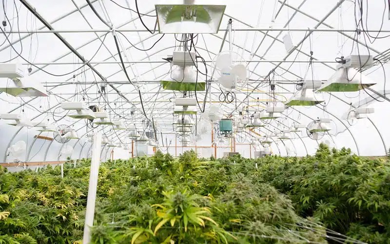 Best Greenhouse Covering for Hemp Greenhouses Solexx