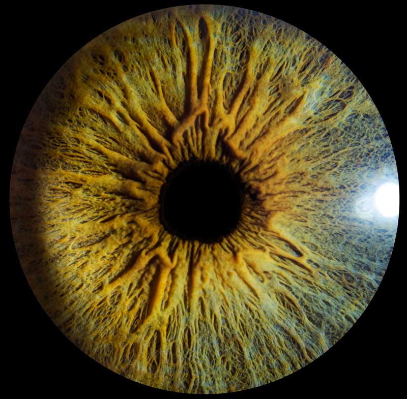 What is the best lighting for Iris Photography?