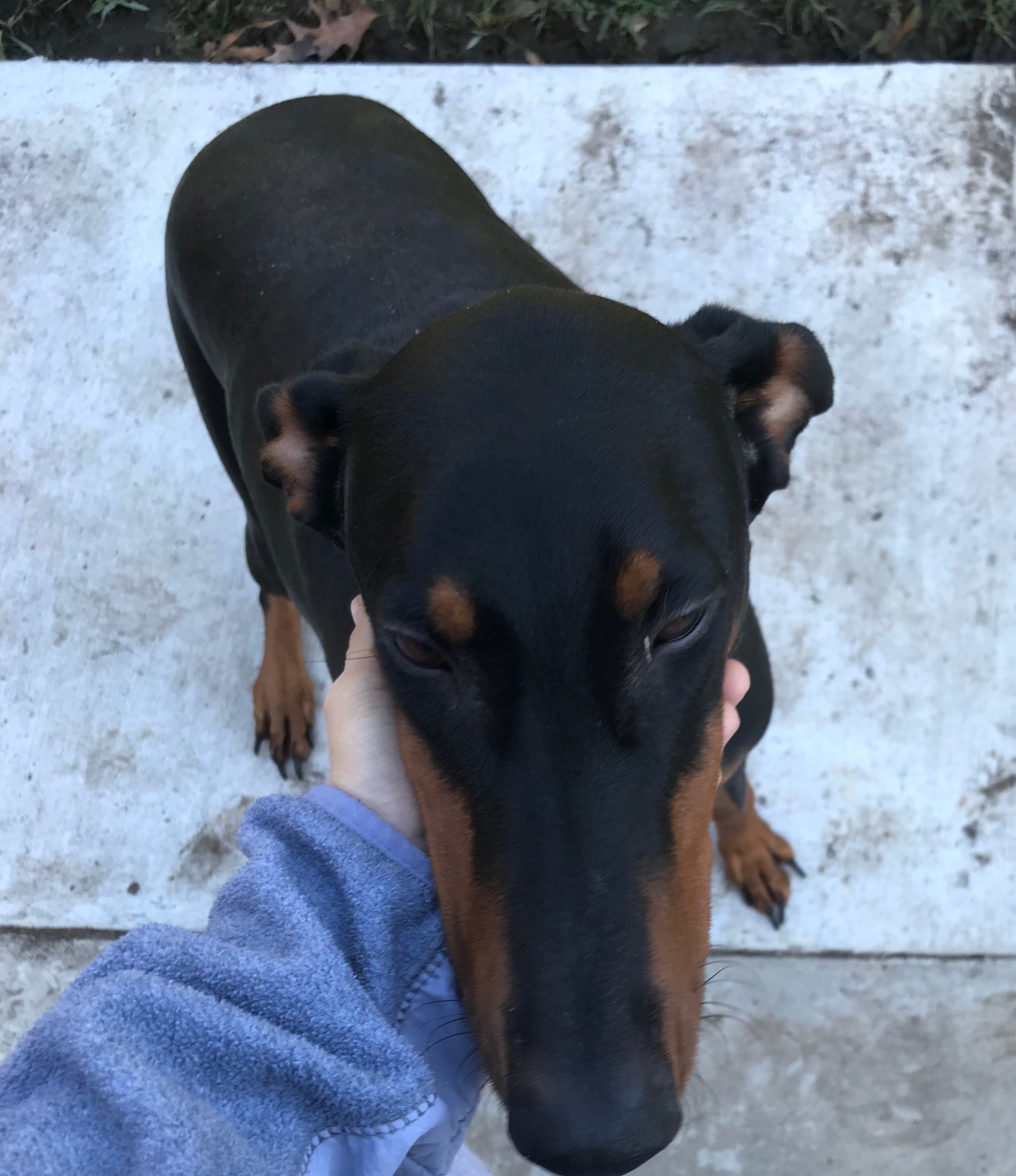 Adapt Doberman Rescue Houston Texas
