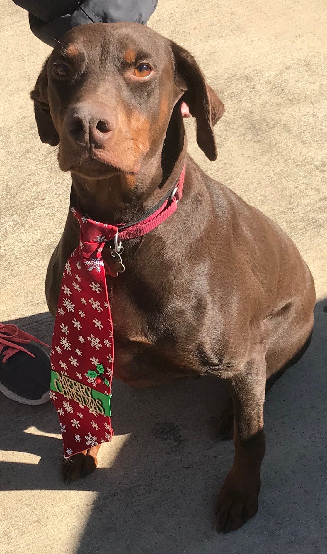 Adapt Doberman Rescue Houston Texas