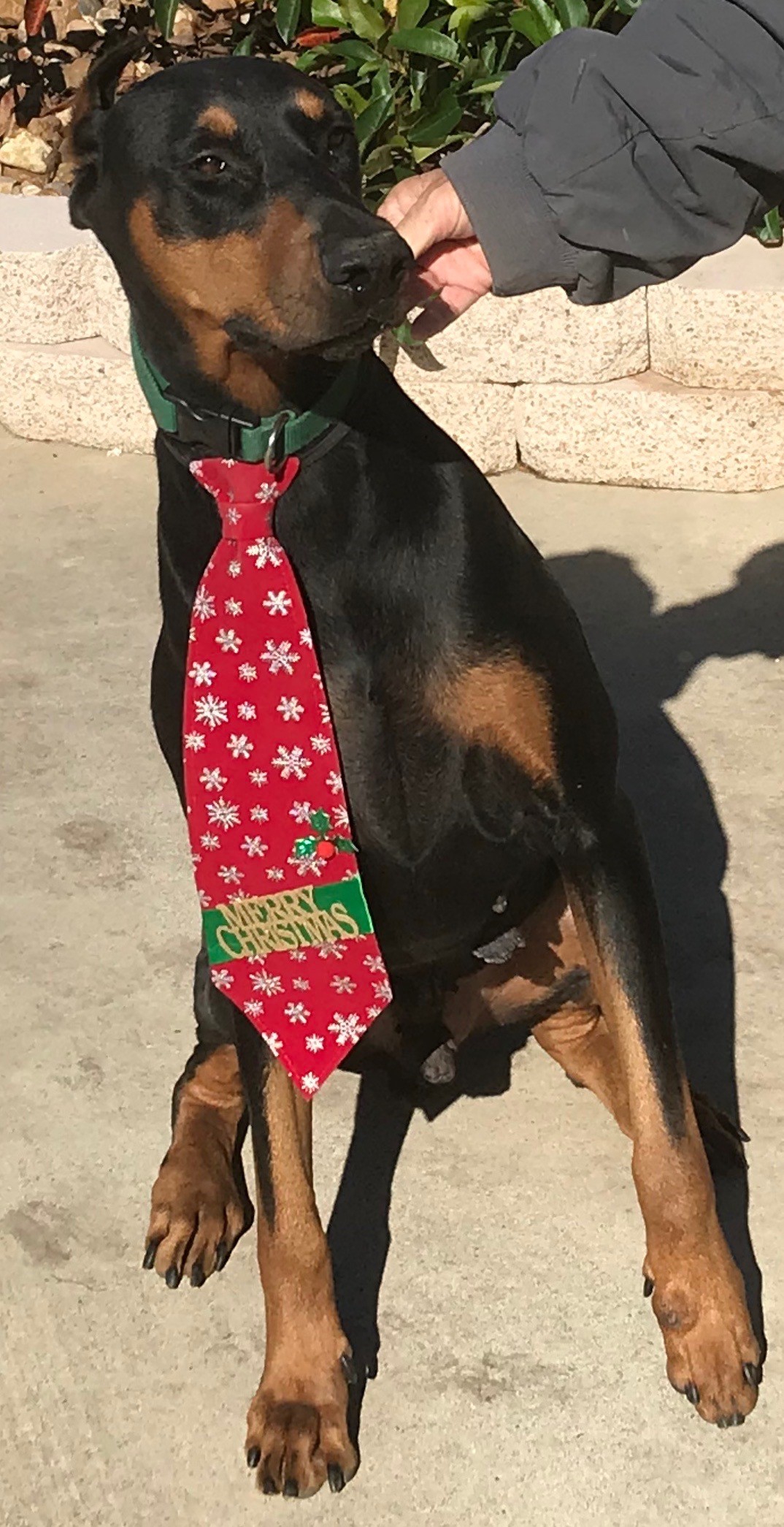 Home Adapt Doberman Rescue