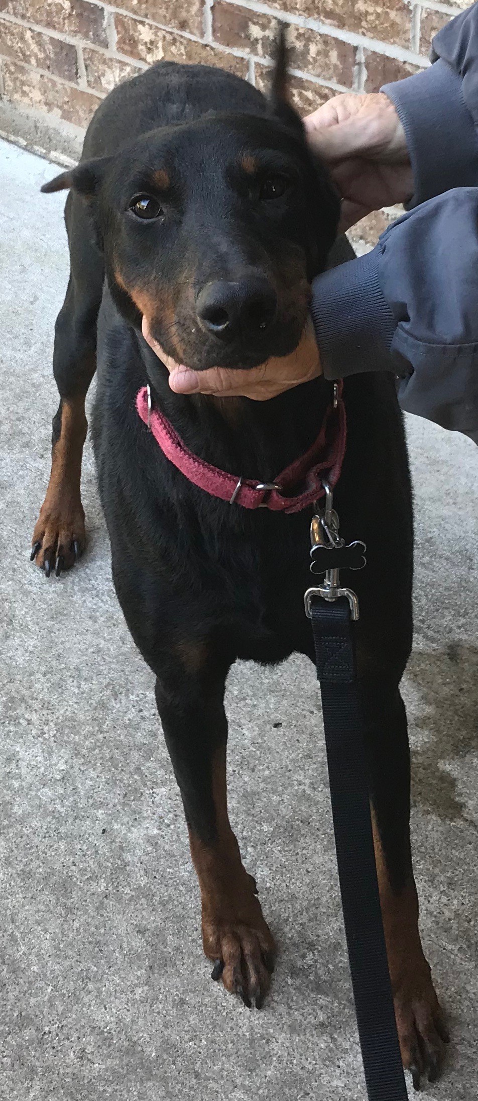 Doberman rescue kansas