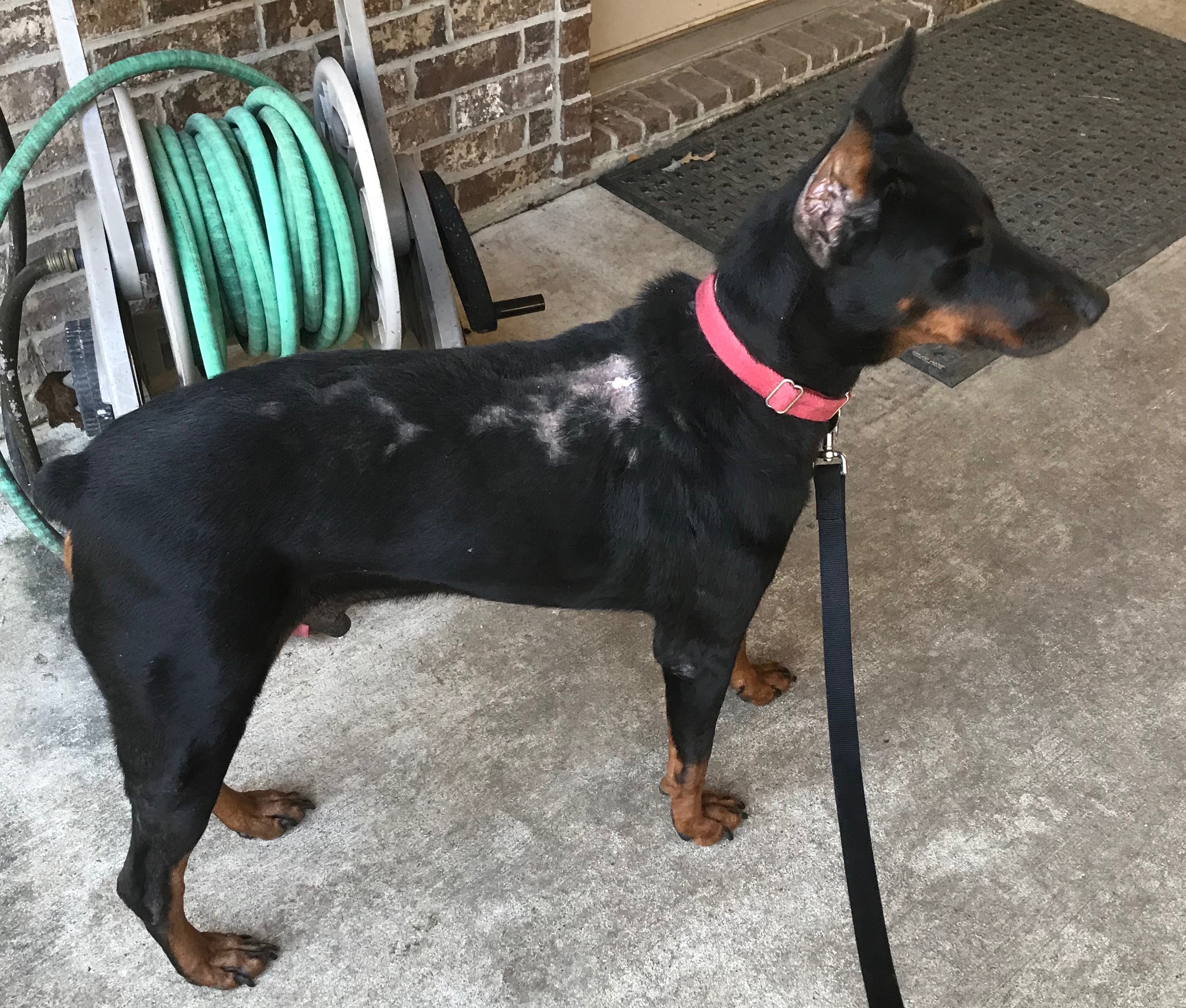 Adapt Doberman Rescue Houston Texas