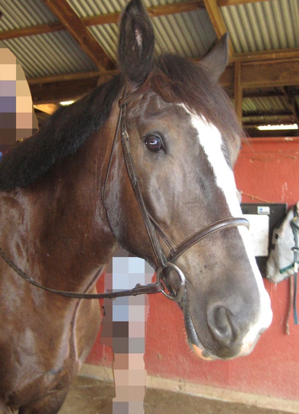 In Defense of the Average Horse Adaptive Development EQ