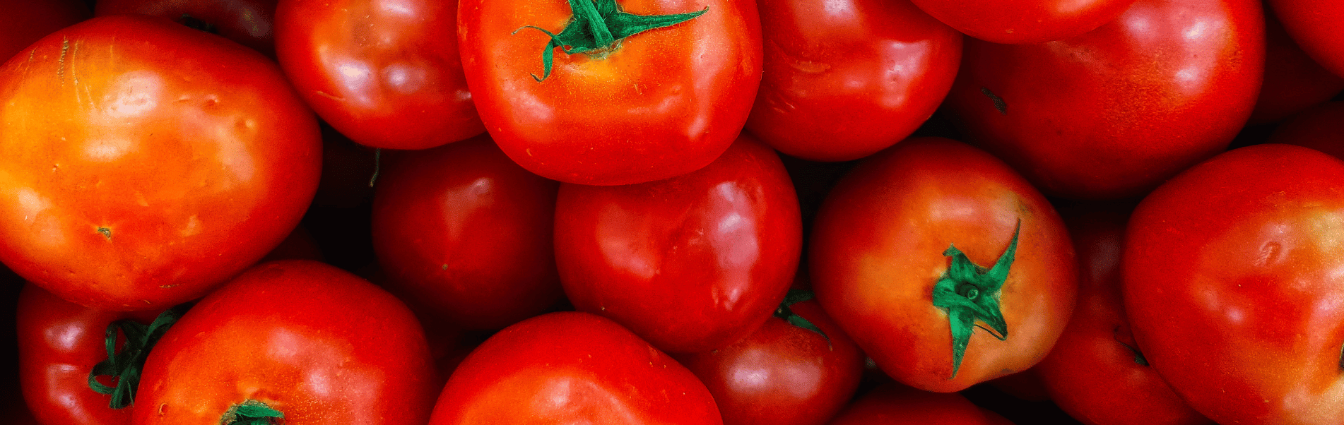 Shelflife extension to reduce waste of tomatoes in Nigeria ADAS