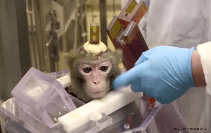 End Monstrous Experiments on Monkeys at Rockefeller University Animal
