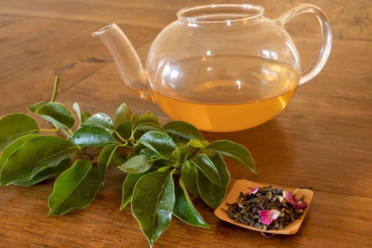 Beginner's Guide to Green Tea A Day In Candiland