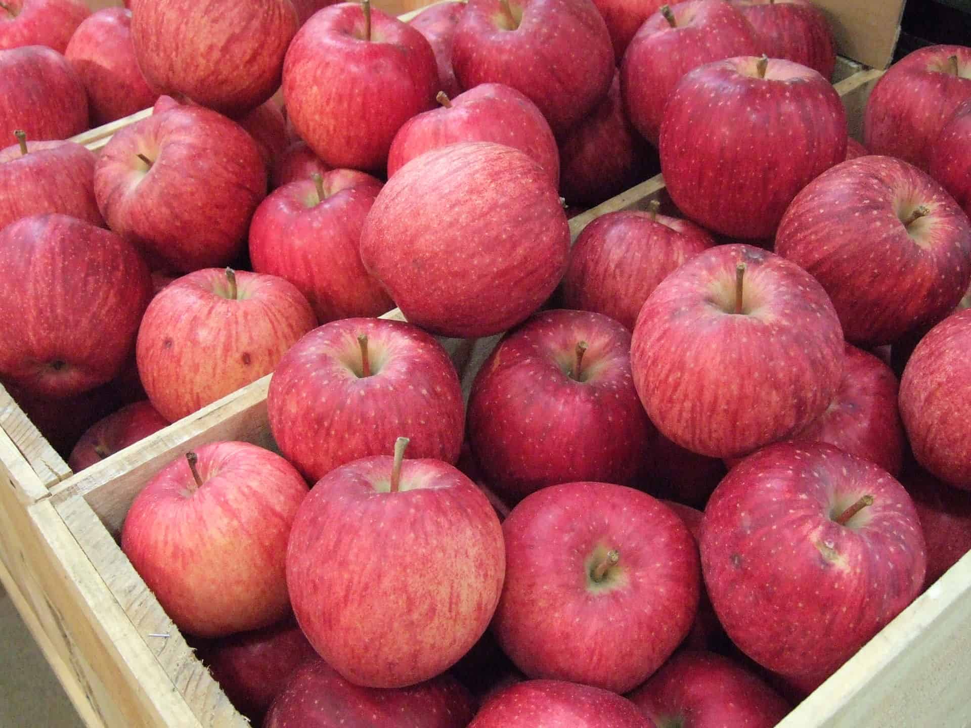 The 22,500 Melon Japan's Most Expensive Fruits A Day Of Zen