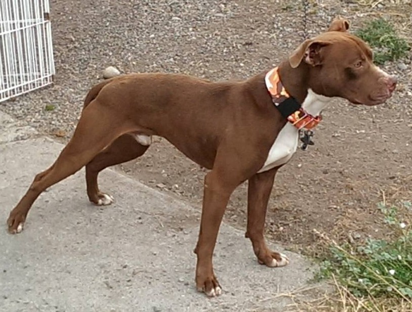 American Pit Bull Terrier Color Chart American Dog