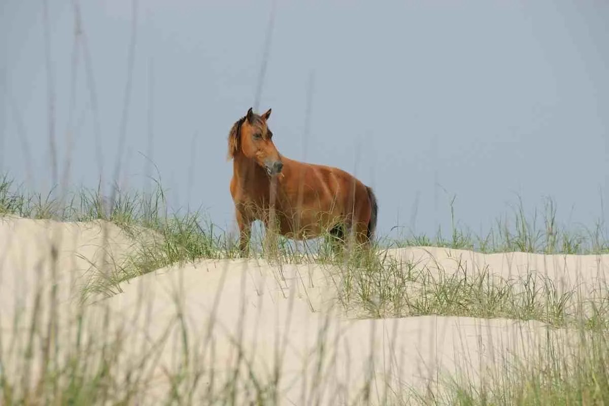What North Carolina Beaches Can You Drive On? Addicted to Vacation