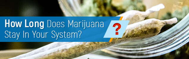 Weed In The Body How Long Does Marijuana Stay In Your System?