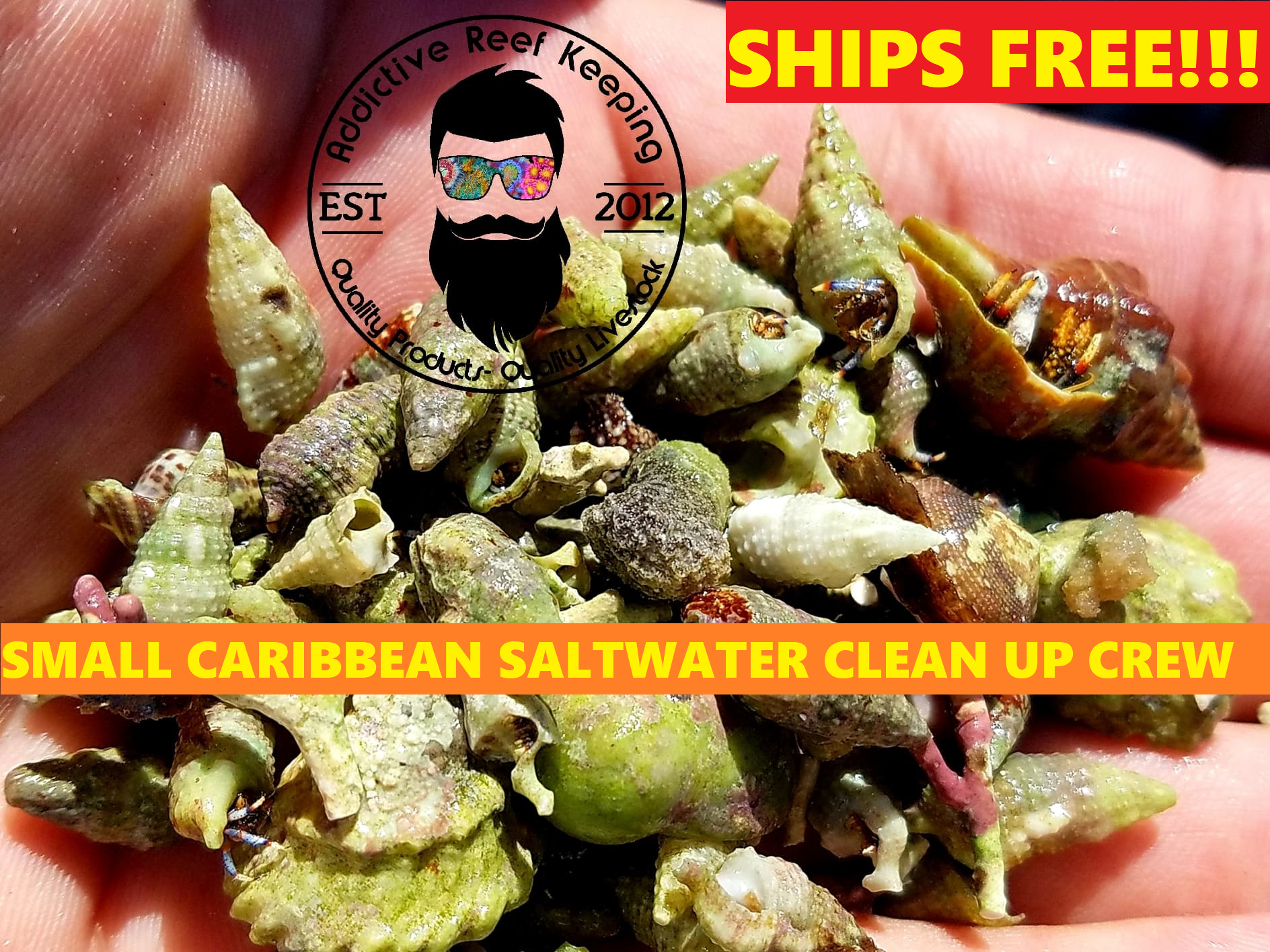 Small Caribbean Saltwater Clean Up Crew SHIPS FREE!!! Addictive Reef