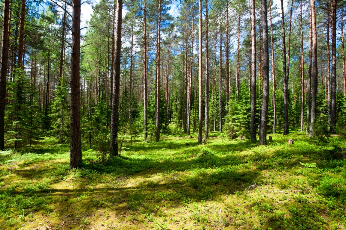The price of woodland per acre everything you need to know Addland