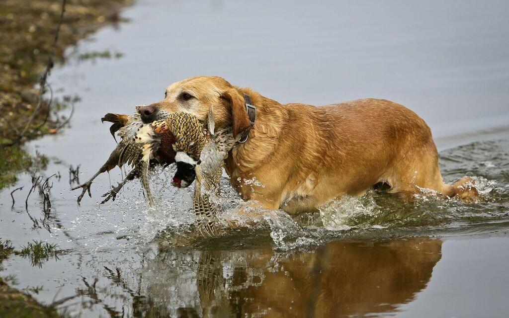 Best Hunting Dogs for Families Add Your Life