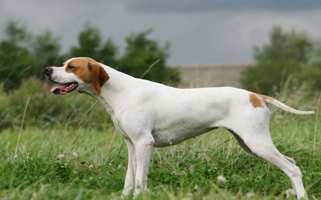 Best Hunting Dogs for Families Add Your Life
