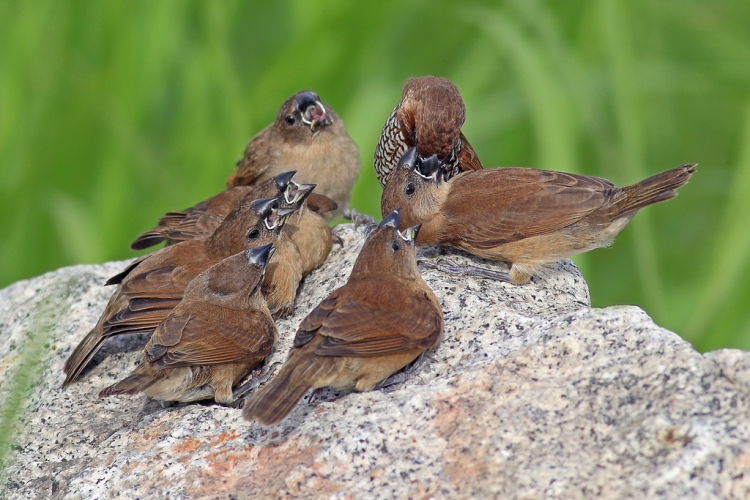 Burung Pipit Makan Apa