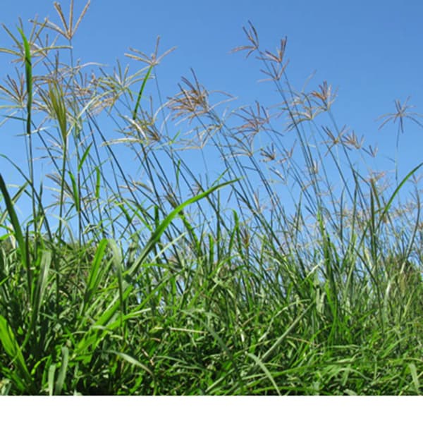 Rhodes grass Adeem Feed Industries