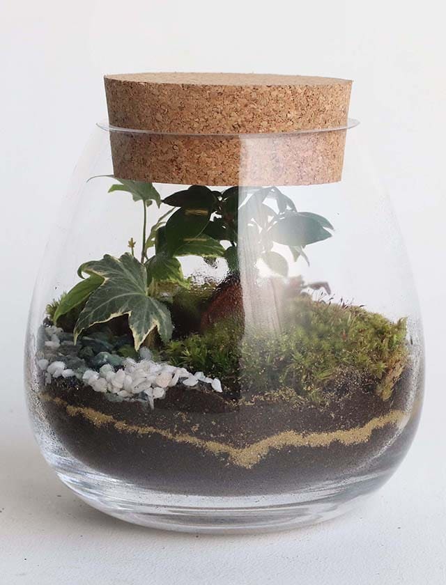Terrarium SANCHA H20 Ø18 Adelaide Avril
