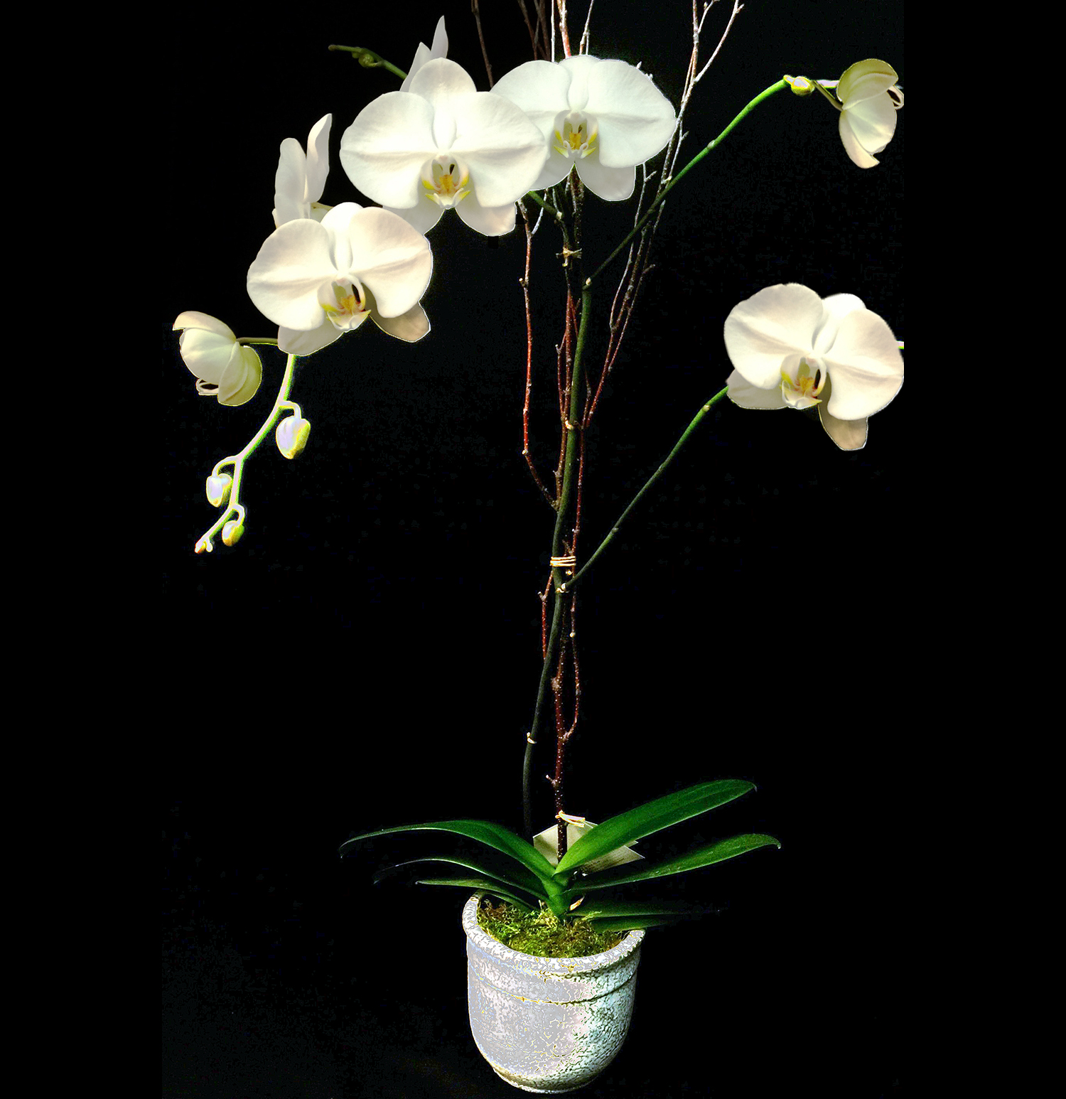 White Phalaenopsis in La Jolla CA Adelaide's Florists and Decorators