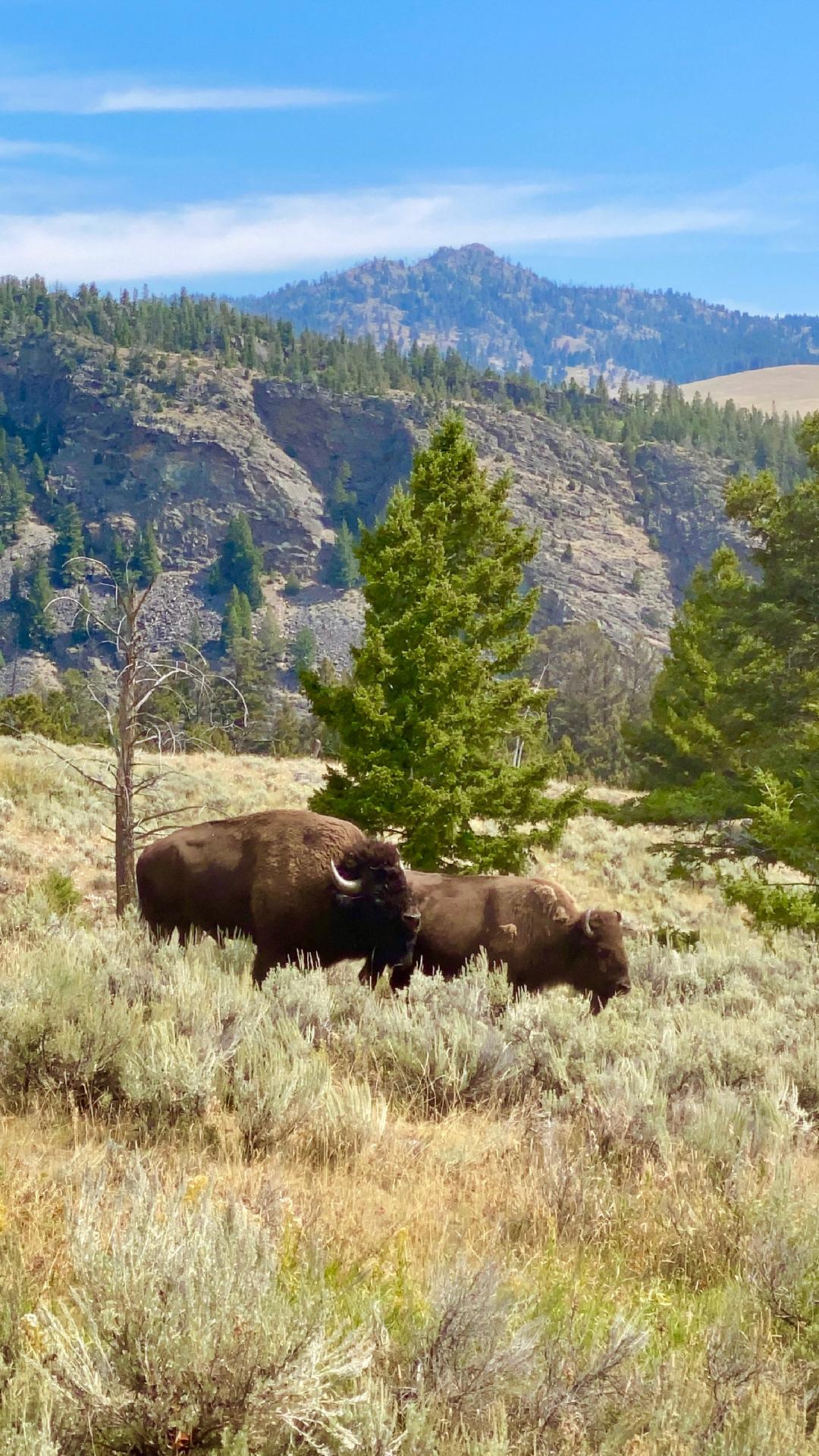 Yellowstone Grand Teton Nat Pks National Parks By Planet Lonely