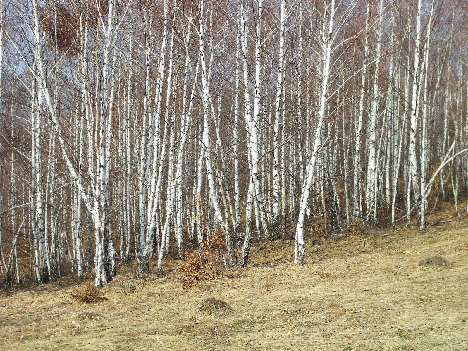 DSCF1037