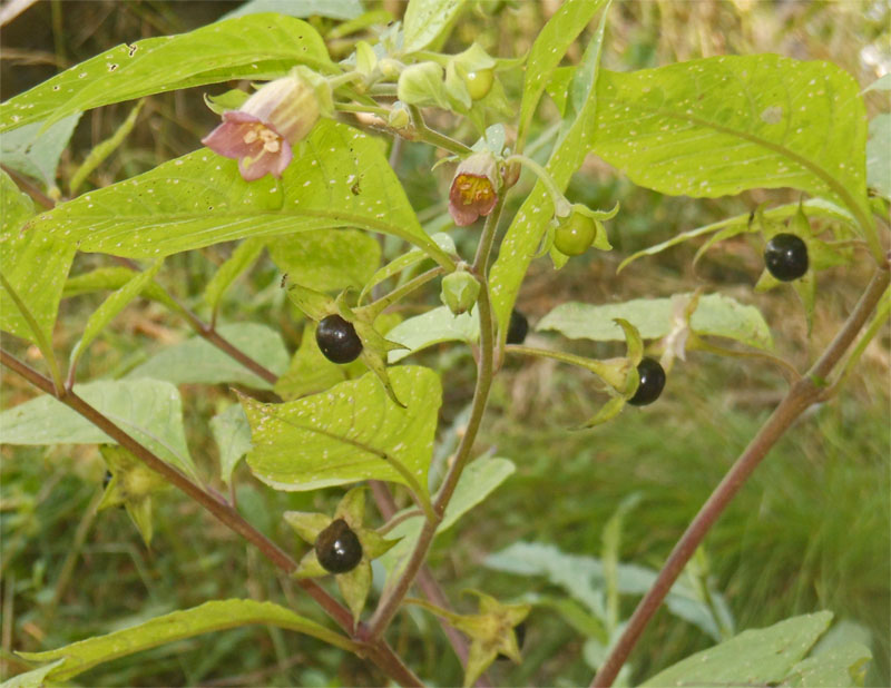 Fungi A Walk with Wildlife
