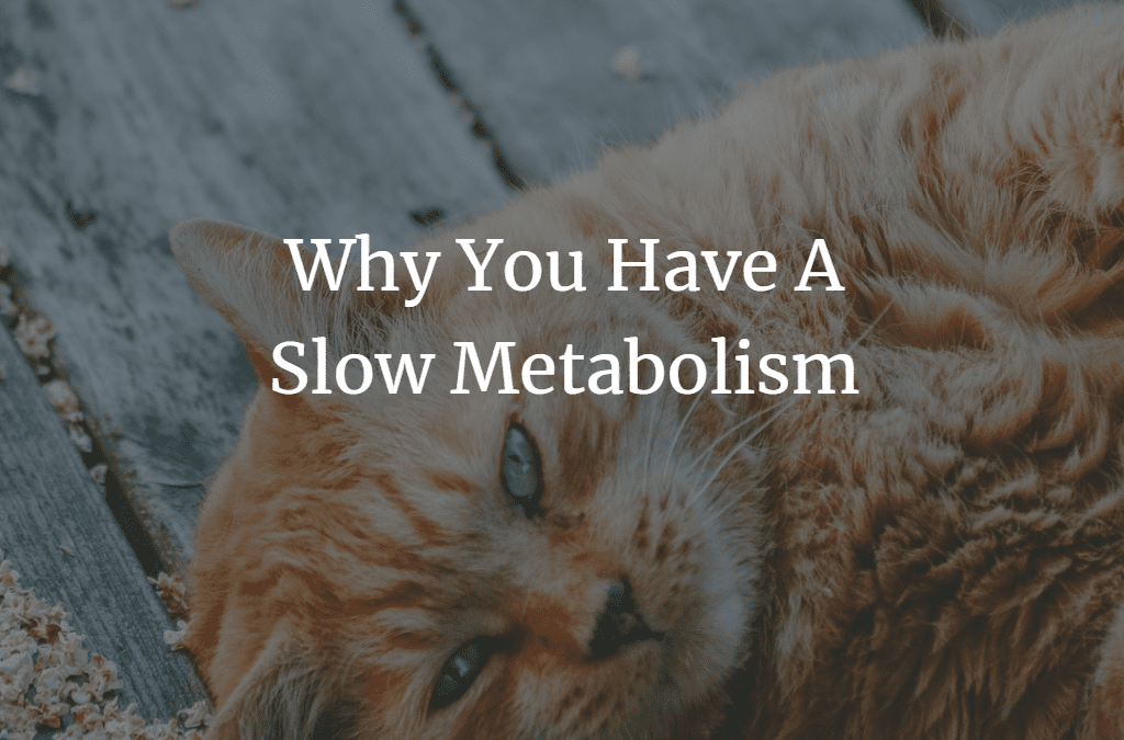 Why You Have A Slow Metabolism Adele Frizzell LLC