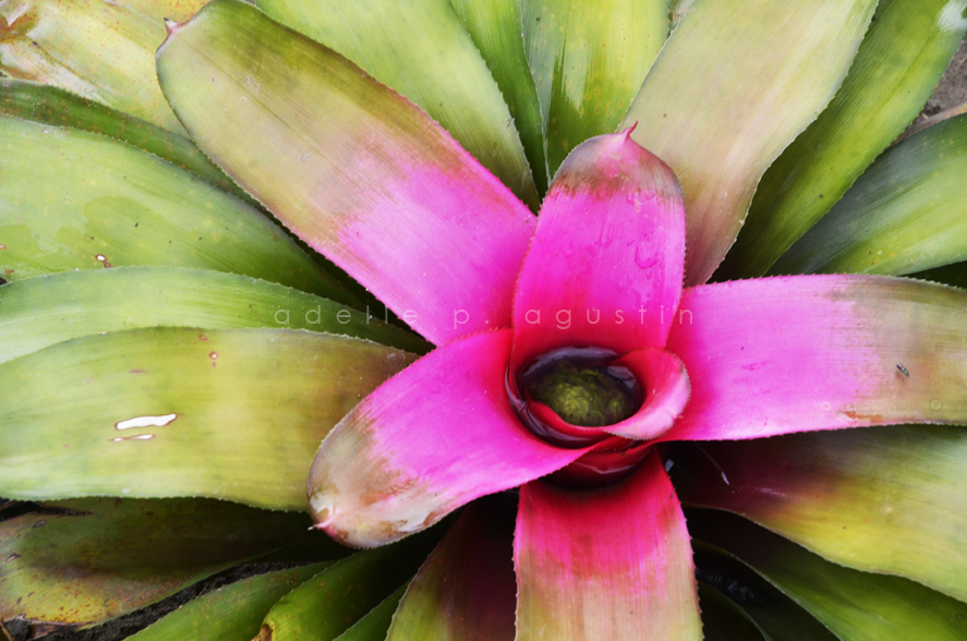 Flowers at Farmville eyeswideshooting