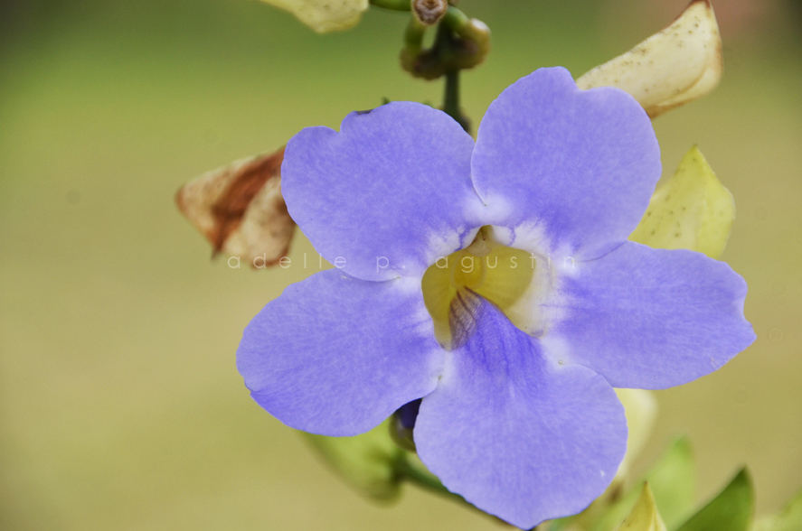 Flowers at Farmville eyeswideshooting