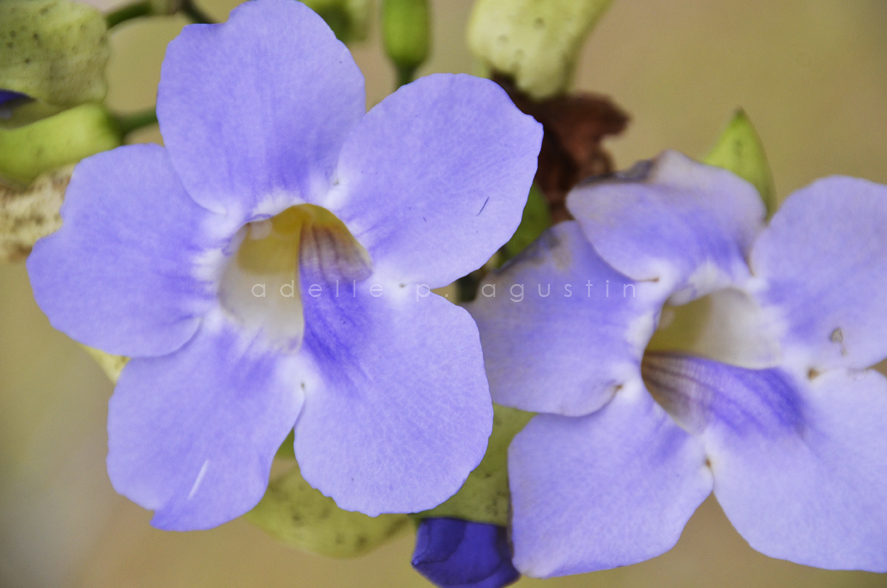 Flowers at Farmville eyeswideshooting