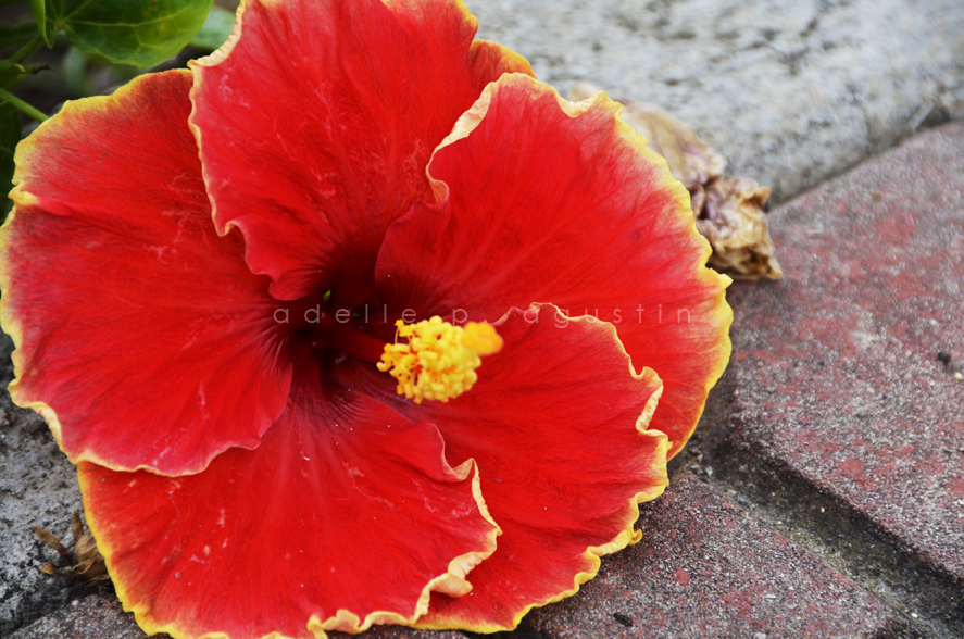 Flowers at Farmville eyeswideshooting