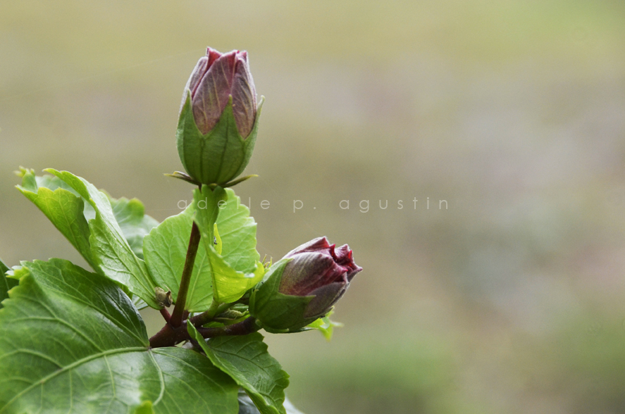 Flowers at Farmville eyeswideshooting