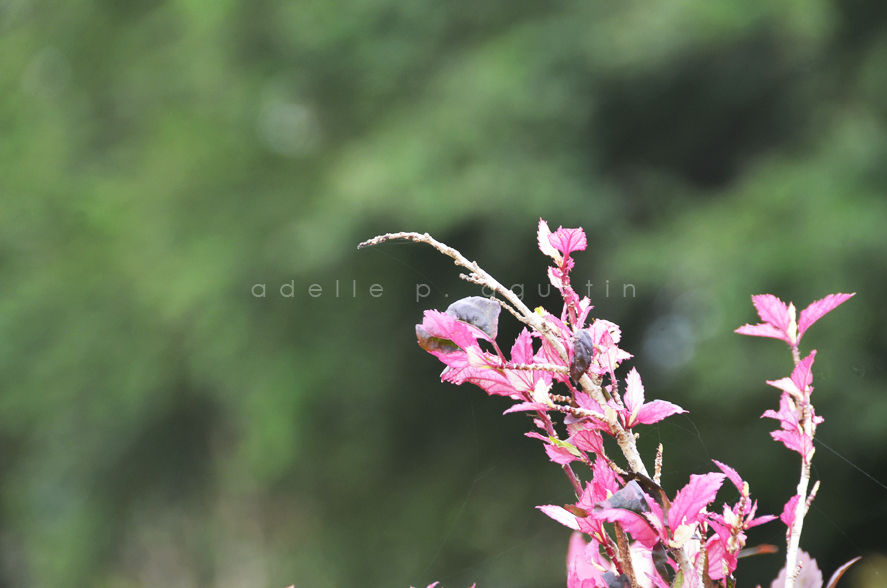 Flowers at Farmville eyeswideshooting