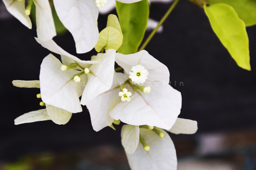 Flowers at Farmville eyeswideshooting