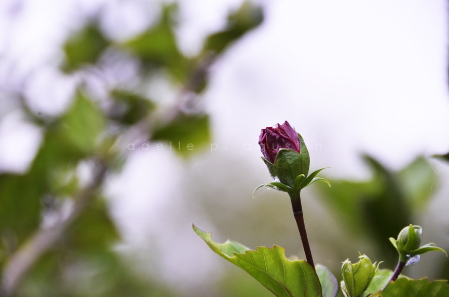 Flowers at Farmville eyeswideshooting