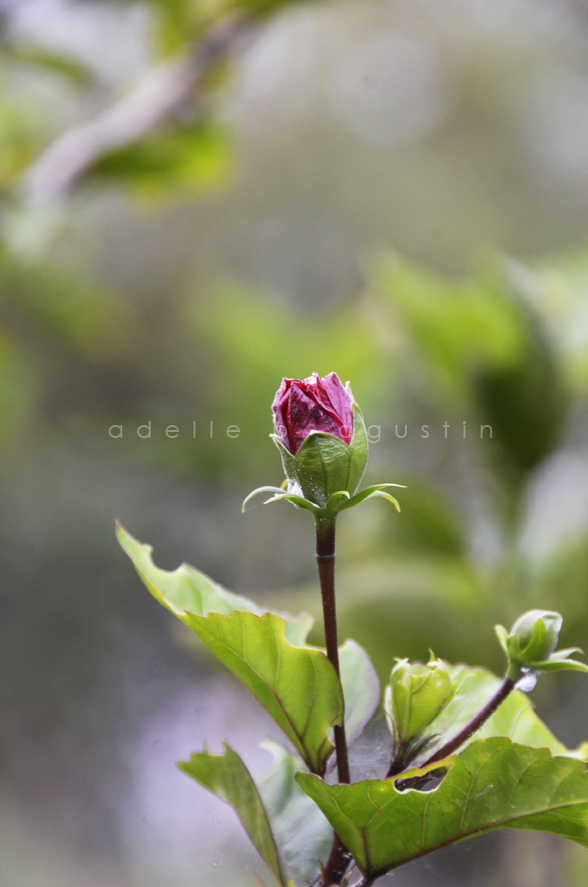 Flowers at Farmville eyeswideshooting