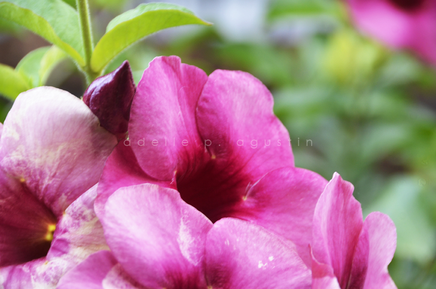 Flowers at Farmville eyeswideshooting