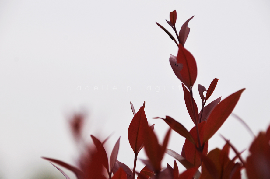 Flowers at Farmville eyeswideshooting